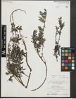 Foto von Salix repens subsp. repens L.